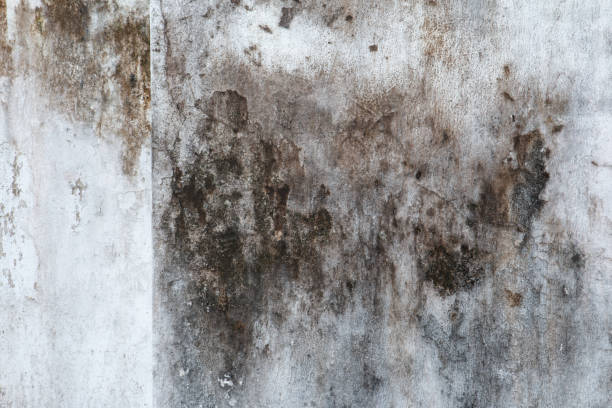 Best Attic Mold Removal  in Newton, NJ